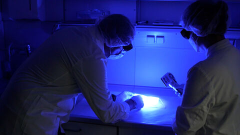 DNA-Untersuchung im Labor