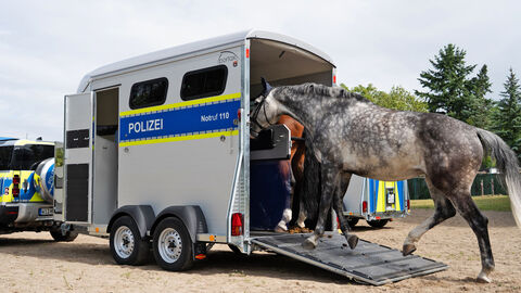 Ein Pferd wird in den Pferdetransportanhänger geführt